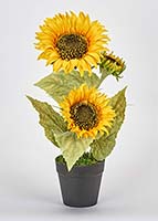 14" Potted Sunflower Plant w/ 3 Sunflower Heads
