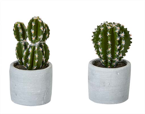 5" Cactus in Ceramic Pot, 2 Assorted