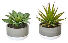 6" Succulents in Ceramic Pot, 2 Assorted
