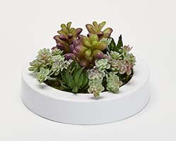 Artificial Mixed Succulents in 7" Round White Dish Garden Container - CLOSEOUT