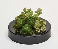 Artificial Mixed Succulents in 7" Round Black Plastic Dish Garden Container - CLOSEOUT