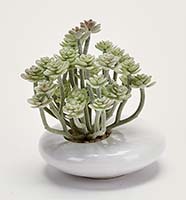 Artificial 5" Aeonium Succulent In Ceramic Container - CLOSEOUT