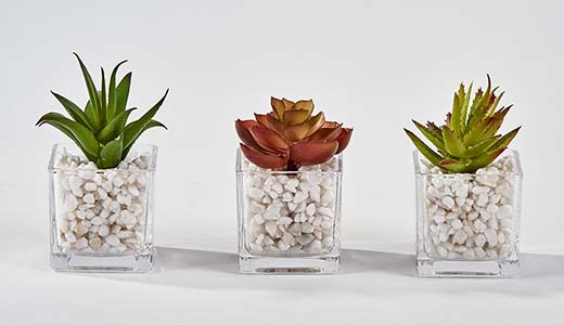 Succulent in 2.25" Square Glass Container
