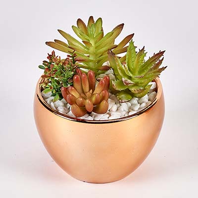 Succulents in 3.5" Diameter Gold Ceramic Pot