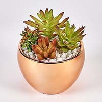 Succulents in 3.5" Diameter Gold Ceramic Pot