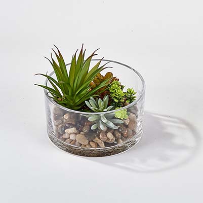 Dish Garden Succulent in 5.5" Round Glass Container