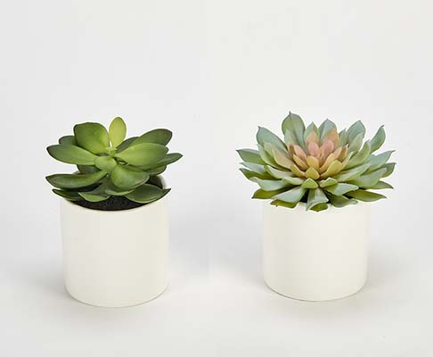 9" Artificial Succulent in White Ceramic Pot, 2 Assorted