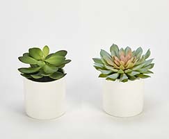 9" Artificial Succulent in White Ceramic Pot, 2 Assorted
