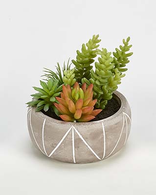 Mixed Artificial Succulents in 5" Pot Geometric Lines