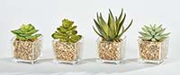4" Small Faux Succulents in Square Glass Containers, 4 Assorted