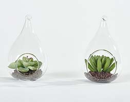 4.5" Faux Succulent in Hanging Glass Terrarium, 2 Assorted