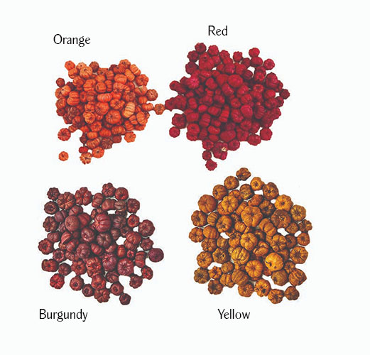 Colored Putka Pod, packed ina 2lb bag (approx. 16 Cups per Lb)