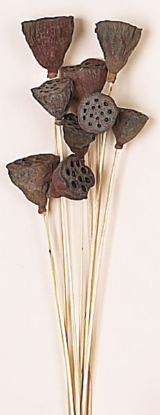 13" Mini Natural Lotus Stem x 9