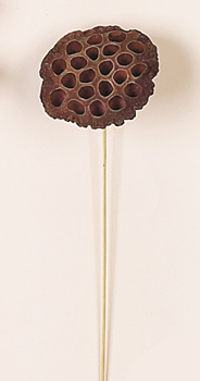 17" Large Natural Lotus Stem