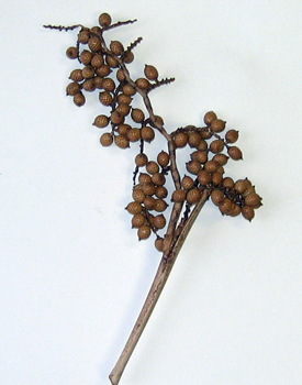 12" Canella Berry Large - Natural