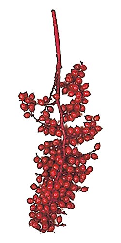 12" Natural Red Canella Berry Large Sprig