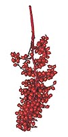 12" Natural Red Canella Berry Large Sprig