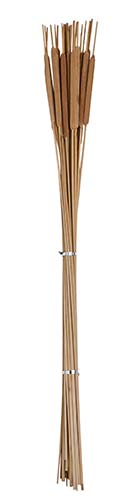 26" Pencil Cattail x 25, Natural