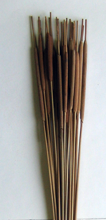 26" Pencil Cattail x 25