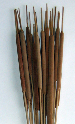 29" Medium Cattail x 10
