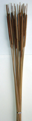 29" Medium Cattail x 10