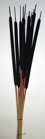 30" Large Cattail X 10
