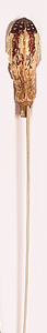 21" Mehogany on Stem x 10