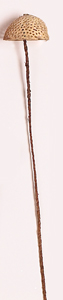 17" Perfo Bel x 4