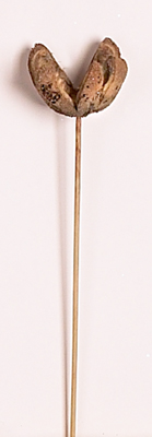 17" Lumber Flower on Stem x 6