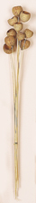 17" Solit Cup x 10