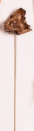 18" Palm Bel w/Split x 5
