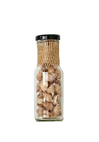 Snail Shells in 6" Glass Bottle