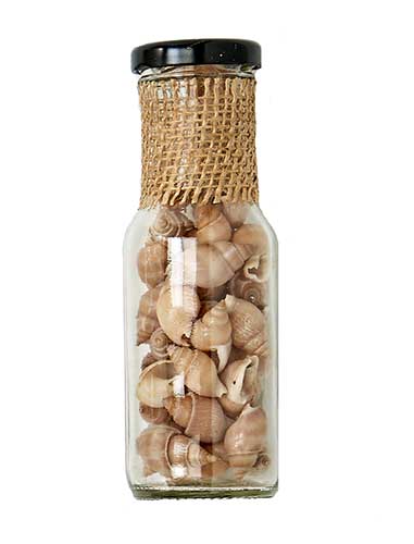 Snail Shells in 6" Glass Bottle