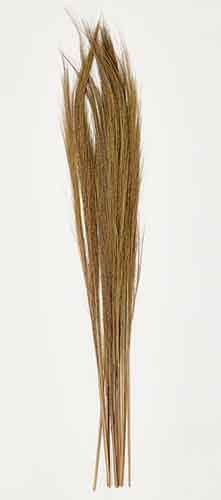 49" Broom Grass Bunch