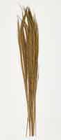 49" Broom Grass Bunch