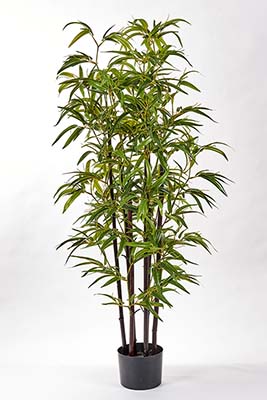 49" Bamboo Tree w/ Black Trunk in Pot