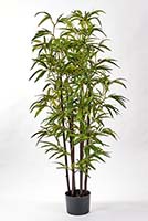 49" Bamboo Tree w/ Black Trunk in Pot