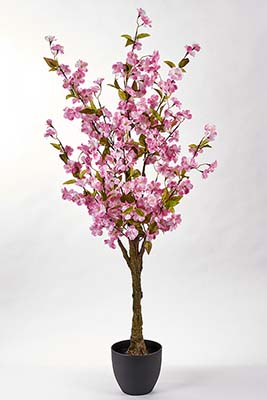 51" Cherry Tree in Pot