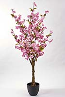 51" Cherry Tree in Pot