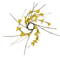 1.25" Forsythia Candle Ring with Pips