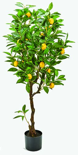 48" Lemon Tree in Pot