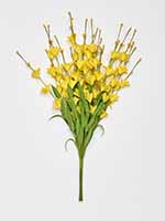 19" Forsythia Bush