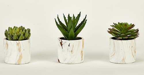 5" Succulent in 4" Faux Marble Cement Pot, 3 Assorted
