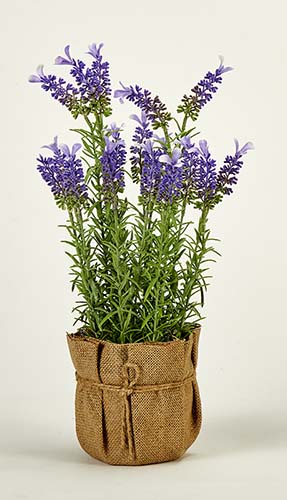 16" Lavender in Burlap Bag 