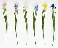 25" Iris Flower Spray