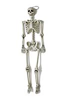 60" Life Size Hanging Skeleton