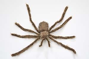41" Giant Brown Spider