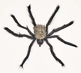 27" Spider with Red Flashing Eyes
