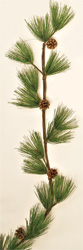 6' White Needle Pine with Cones Garland