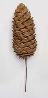 6" Long Pine Cone, Natural